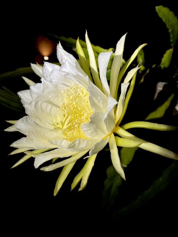 dragão-fruta-flor-noite